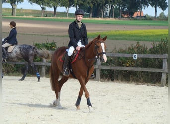 German Riding Pony, Gelding, 16 years, 14,2 hh, Chestnut-Red