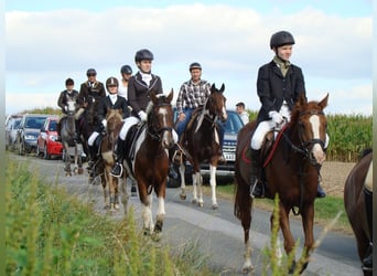 German Riding Pony, Gelding, 16 years, 14,2 hh, Chestnut-Red