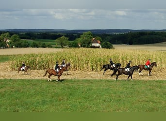 German Riding Pony, Gelding, 16 years, 14,2 hh, Chestnut-Red
