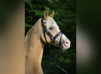 German Riding Pony, Gelding, 16 years, 14,2 hh, Palomino