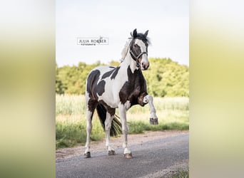 German Riding Pony Mix, Gelding, 16 years, 15.2 hh, Pinto