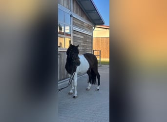 German Riding Pony, Gelding, 17 years, 13.2 hh, Pinto