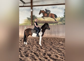 German Riding Pony, Gelding, 17 years, 13.2 hh, Pinto