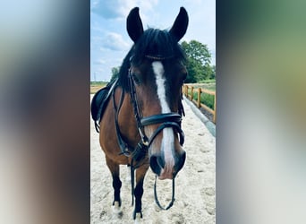 German Riding Pony, Gelding, 17 years, 14.1 hh, Brown
