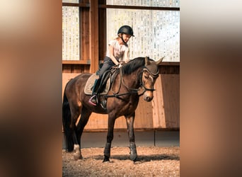 German Riding Pony, Gelding, 17 years, 14.1 hh, Dun