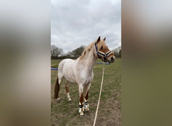 German Riding Pony, Gelding, 17 years, 14.1 hh, Grey-Red-Tan