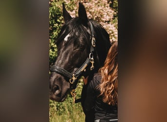 German Riding Pony, Gelding, 17 years, 14,2 hh, Black