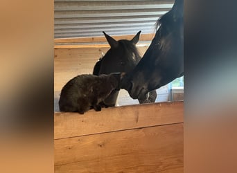 German Riding Pony, Gelding, 17 years, 14.2 hh, Black