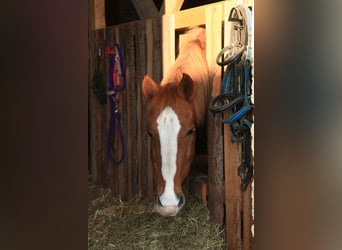 German Riding Pony Mix, Gelding, 17 years, 14.2 hh, Chestnut-Red