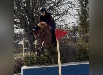 German Riding Pony, Gelding, 17 years, 14.2 hh, Chestnut-Red