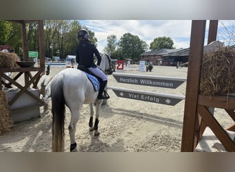 German Riding Pony, Gelding, 17 years, 14.2 hh, White