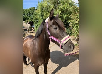 German Riding Pony, Gelding, 17 years, 14 hh, Bay-Dark