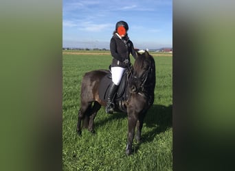 German Riding Pony Mix, Gelding, 17 years, 14 hh, Black