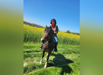 German Riding Pony, Gelding, 17 years, 14 hh, Pinto