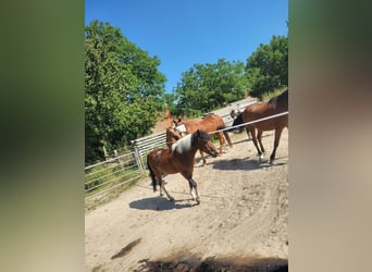 German Riding Pony, Gelding, 17 years, 14 hh, Pinto