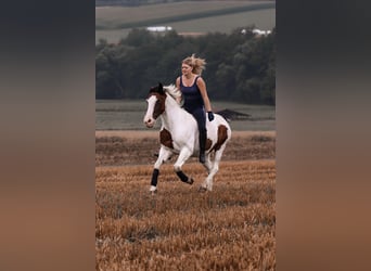 German Riding Pony Mix, Gelding, 17 years, 14,1 hh, Pinto