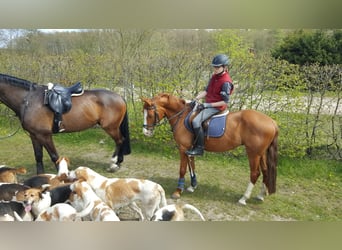 German Riding Pony, Gelding, 17 years, 14,2 hh, Chestnut-Red