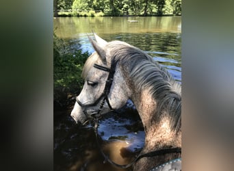 German Riding Pony, Gelding, 17 years, 14,3 hh, Grey-Fleabitten