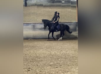 German Riding Pony, Gelding, 17 years, 15 hh, Bay-Dark