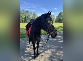 German Riding Pony, Gelding, 17 years, 15 hh, Bay-Dark