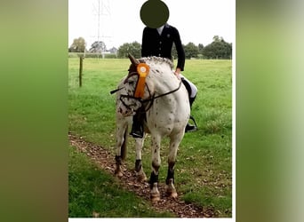 German Riding Pony Mix, Gelding, 18 years, 12,1 hh, Leopard-Piebald