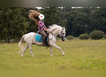 German Riding Pony, Gelding, 18 years, 13.1 hh, Gray