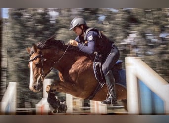 German Riding Pony, Gelding, 18 years, 14.1 hh, Dunalino