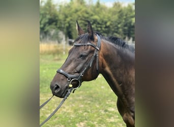 German Riding Pony, Gelding, 18 years, 14.2 hh, Brown
