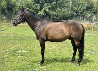 German Riding Pony, Gelding, 18 years, 14.2 hh, Brown