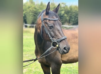 German Riding Pony, Gelding, 18 years, 14.2 hh, Brown