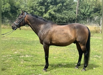 German Riding Pony, Gelding, 18 years, 14.2 hh, Brown