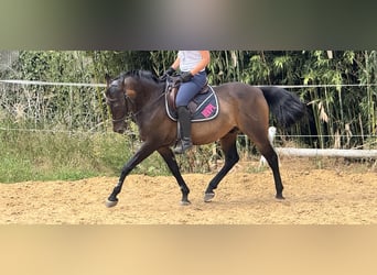 German Riding Pony, Gelding, 18 years, 14.2 hh, Brown