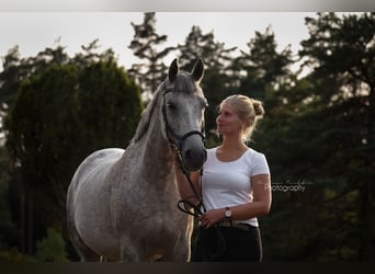 German Riding Pony Mix, Gelding, 18 years, 14.3 hh, Grey-Fleabitten