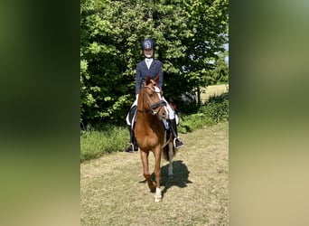 German Riding Pony, Gelding, 18 years, 14 hh, Chestnut-Red