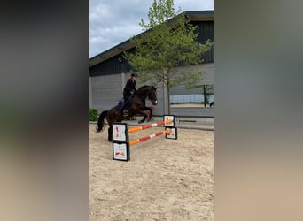German Riding Pony, Gelding, 18 years, 14,2 hh, Chestnut