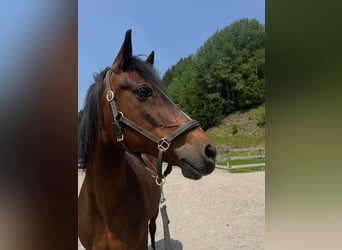 German Riding Pony, Gelding, 18 years, 15,1 hh, Smoky-Black