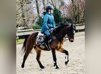 German Riding Pony, Gelding, 19 years, 12,3 hh, Chestnut