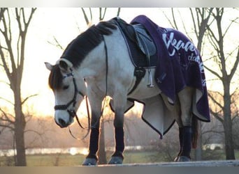 German Riding Pony, Gelding, 19 years, 14.1 hh, Dun