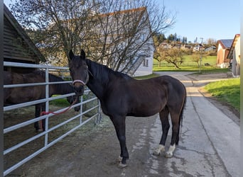 German Riding Pony, Gelding, 19 years, 14.2 hh, Bay-Dark