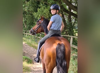German Riding Pony, Gelding, 19 years, 14.2 hh, Brown