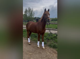 German Riding Pony, Gelding, 19 years, 14.2 hh, Chestnut