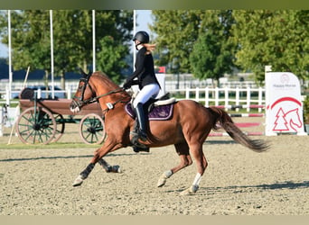 German Riding Pony, Gelding, 19 years, 14.2 hh, Chestnut-Red