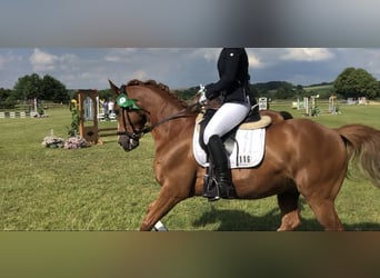 German Riding Pony, Gelding, 19 years, 14,1 hh, Chestnut-Red