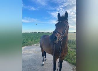 German Riding Pony, Gelding, 19 years, 15,1 hh, Bay-Dark