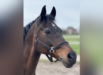German Riding Pony, Gelding, 19 years, 15.1 hh, Bay-Dark