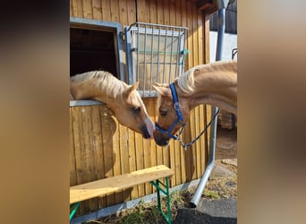 German Riding Pony, Gelding, 19 years, 15,1 hh, Palomino