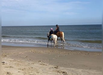 German Riding Pony, Gelding, 19 years, 15,1 hh, Palomino