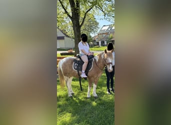 German Riding Pony, Gelding, 19 years, Grey-Red-Tan