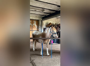 German Riding Pony, Gelding, 19 years, Grey-Red-Tan