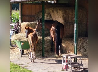 Deutsches Reitpony, Wallach, 1 Jahr, 14,2 hh, Fuchs